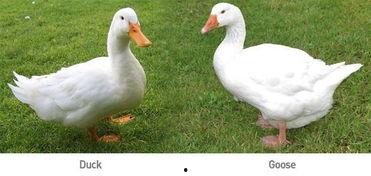 娱乐吃瓜鹅鸭,吃瓜鹅鸭带你探秘明星幕后故事